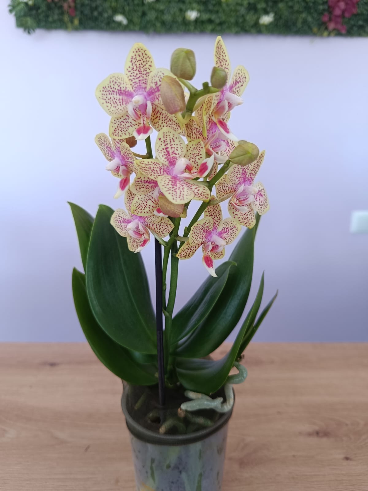 Phalaenopsis mini Creme e Pintas Rosa