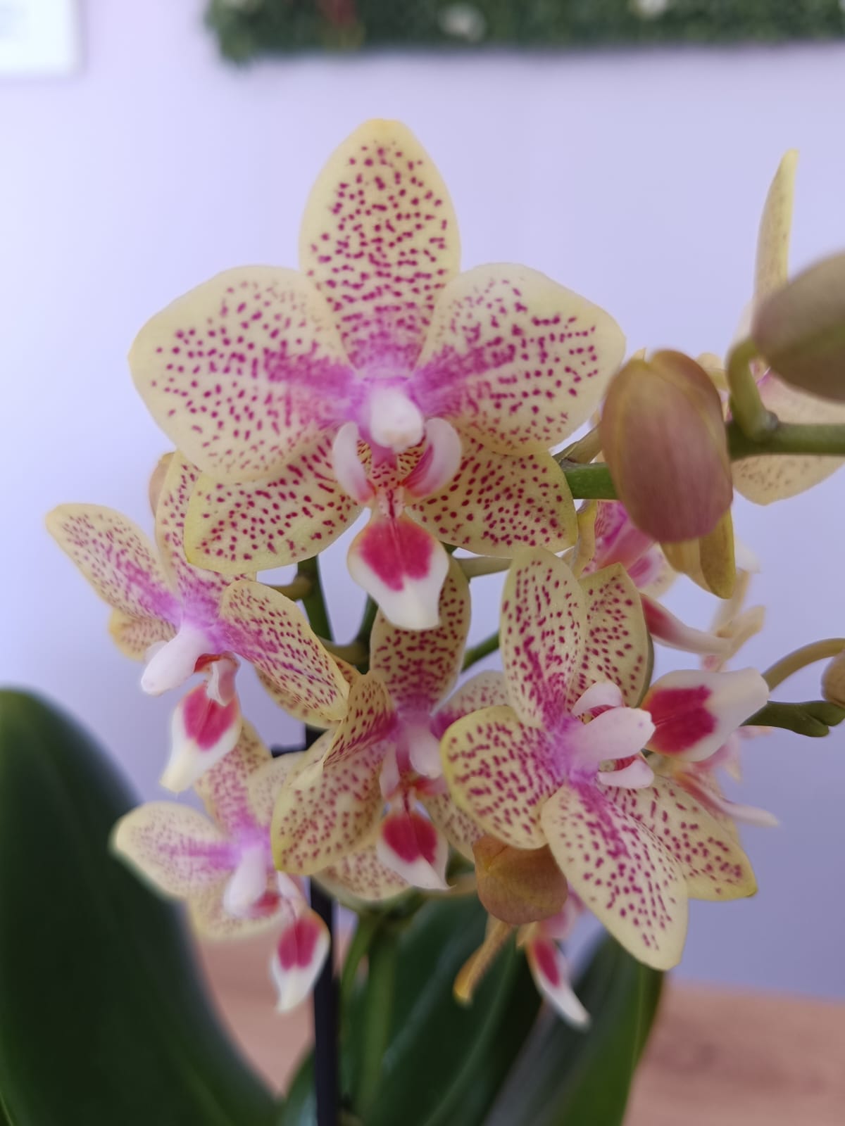 Phalaenopsis mini Creme e Pintas Rosa - Image 2