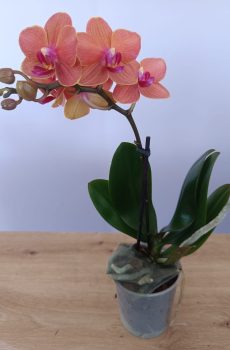 Phalaenopsis mini Alaranjada