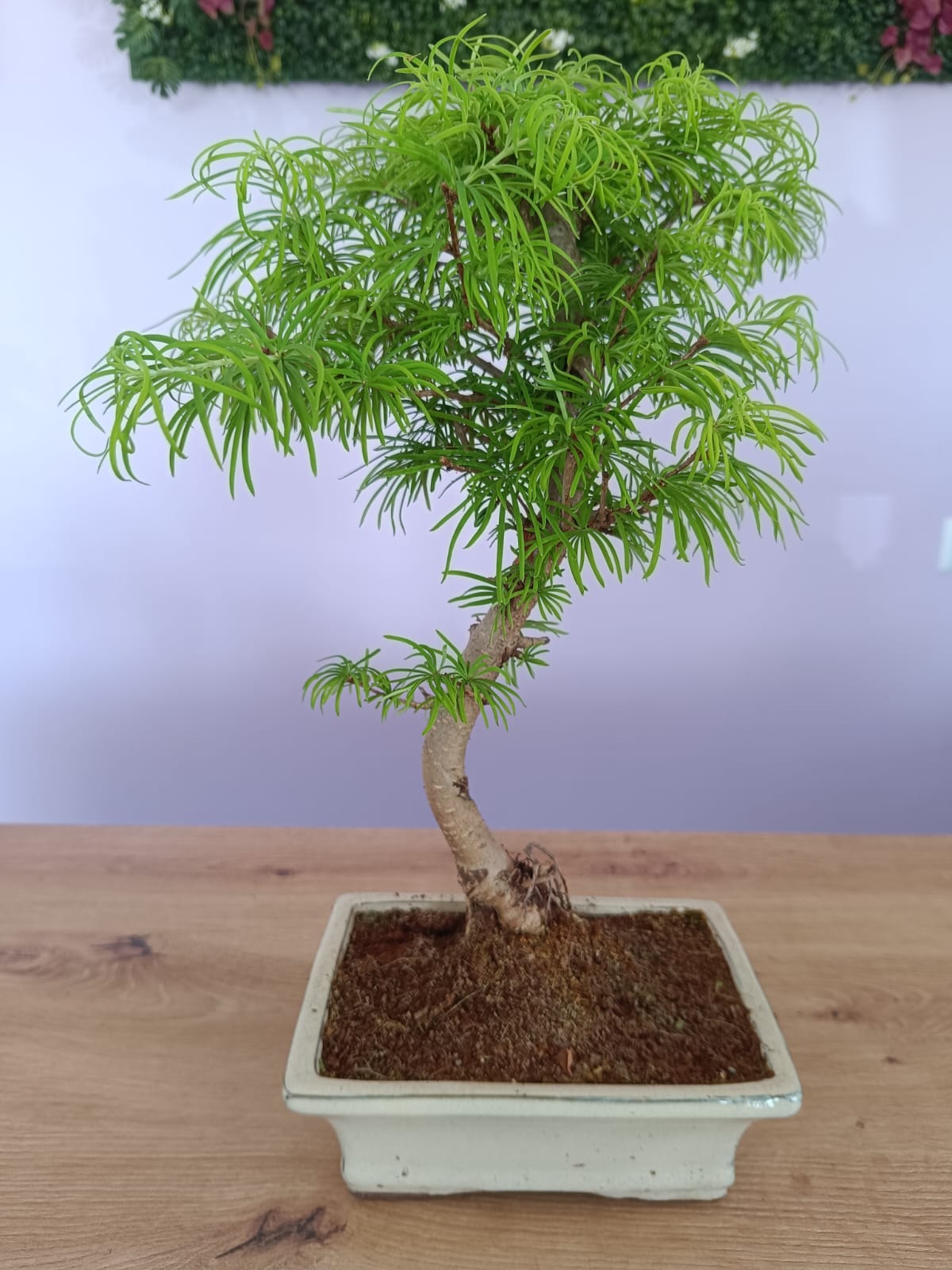 Bonsai Pseudolarix