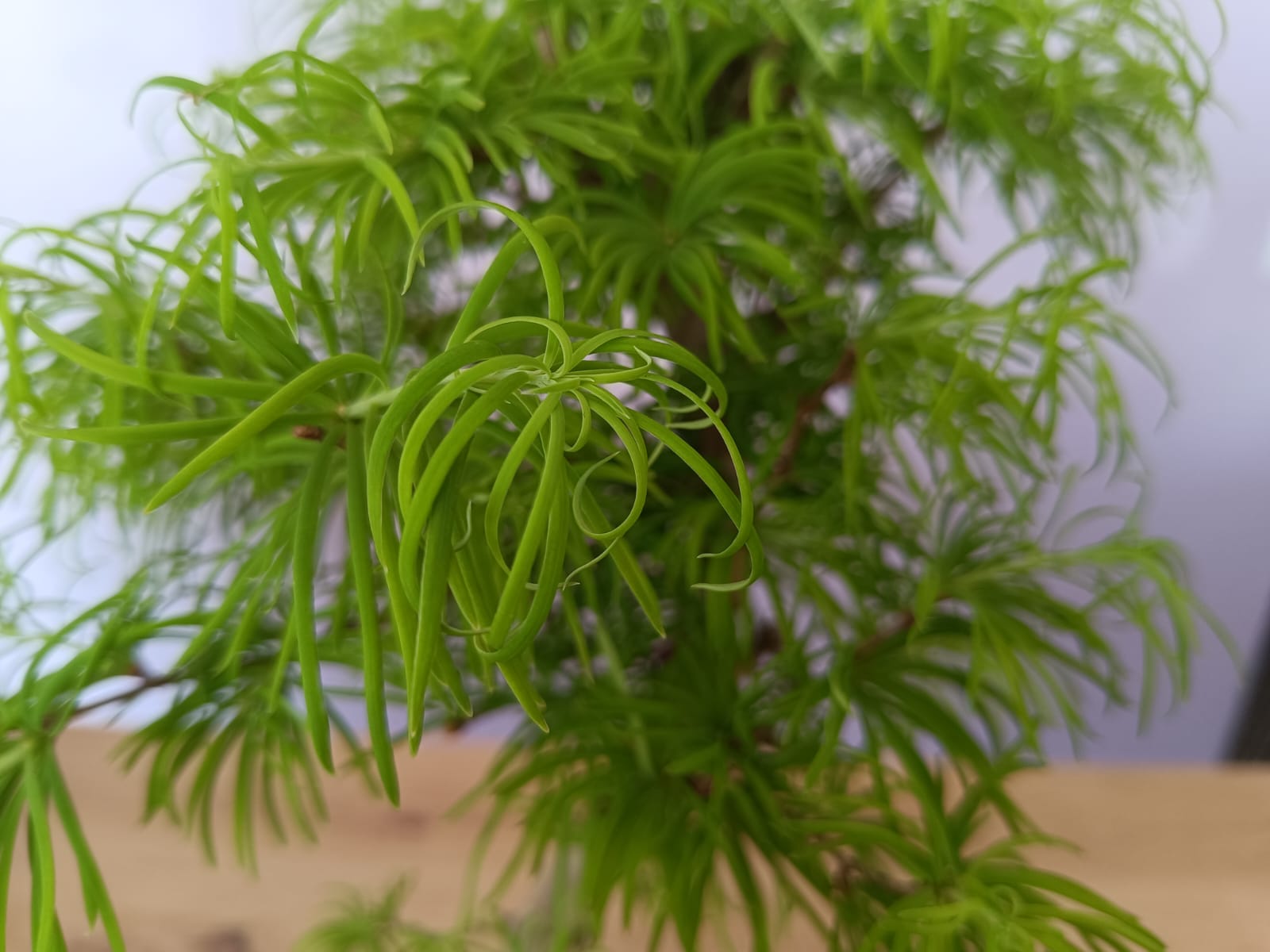 Bonsai Pseudolarix - Image 2