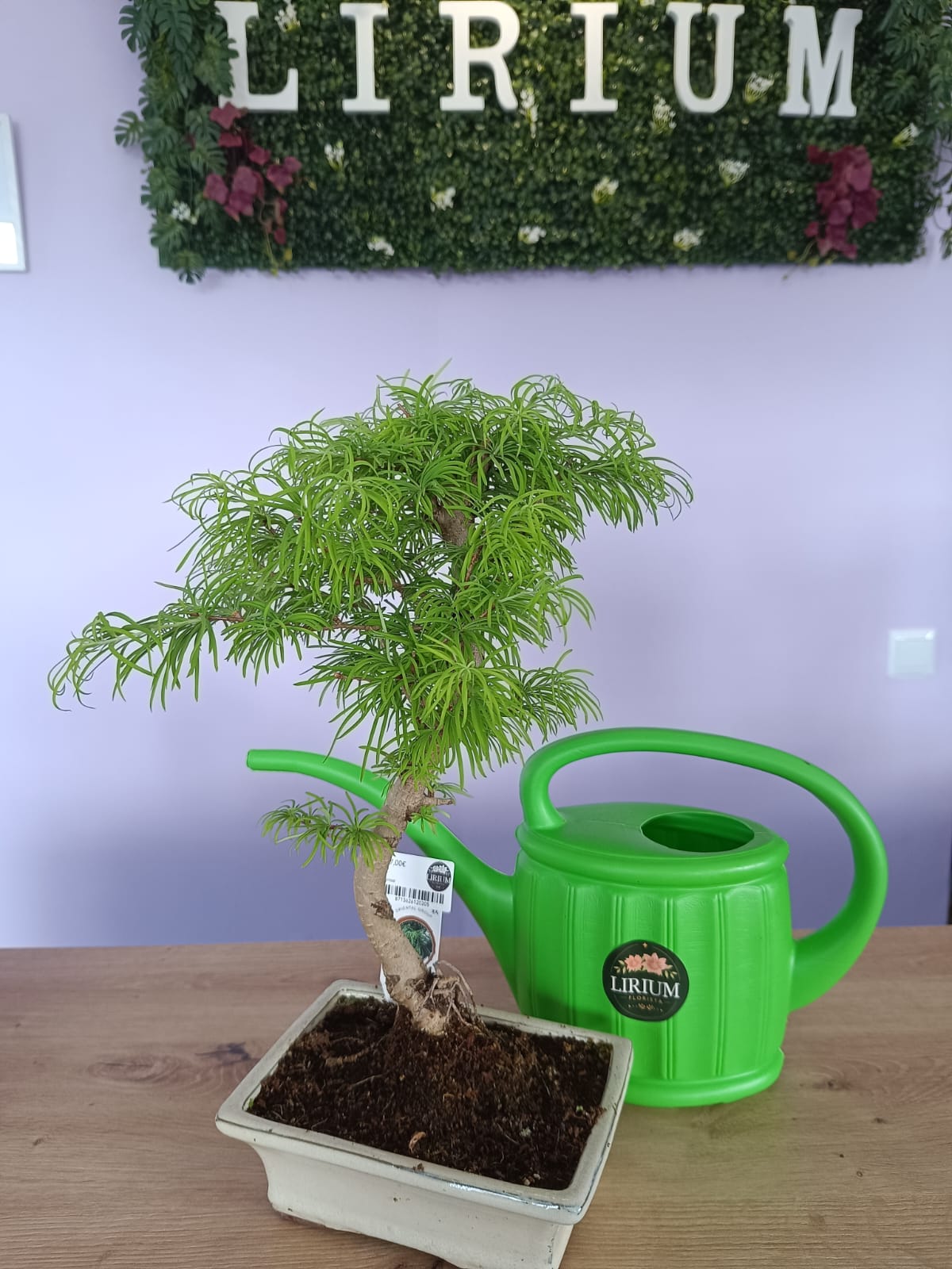 Bonsai Pseudolarix - Image 3
