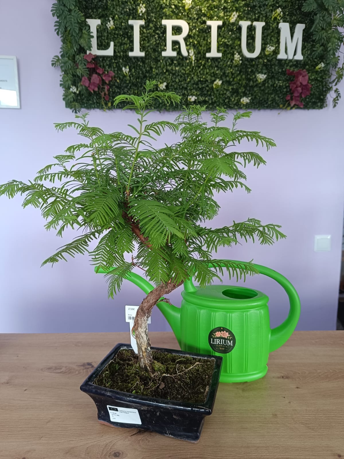 Bonsai Metasequoia - Image 2