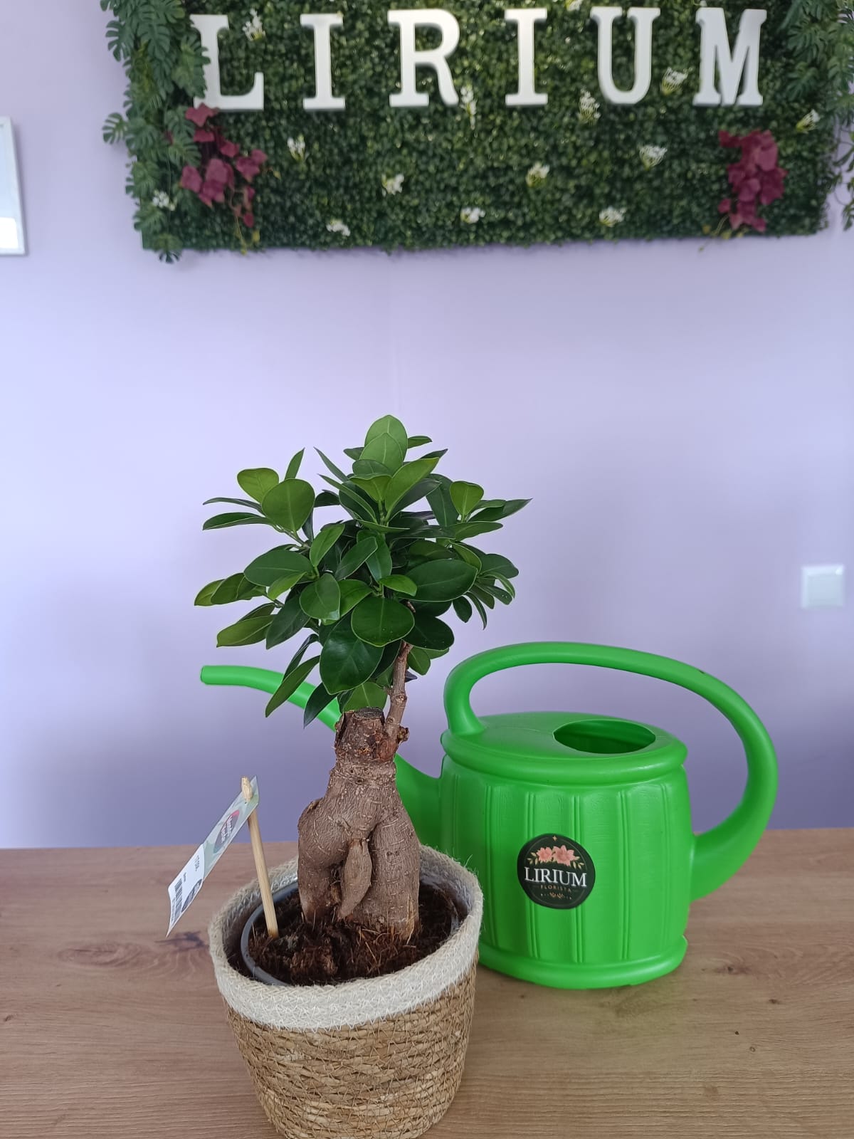 Bonsai Ficus