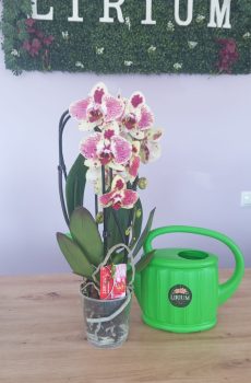 Phalaenopsis Rosa/Branca/Creme