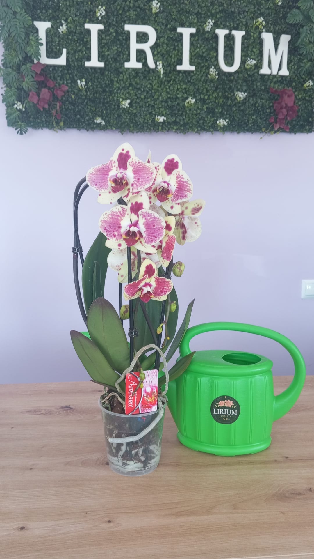 Phalaenopsis Rosa/Branca/Creme