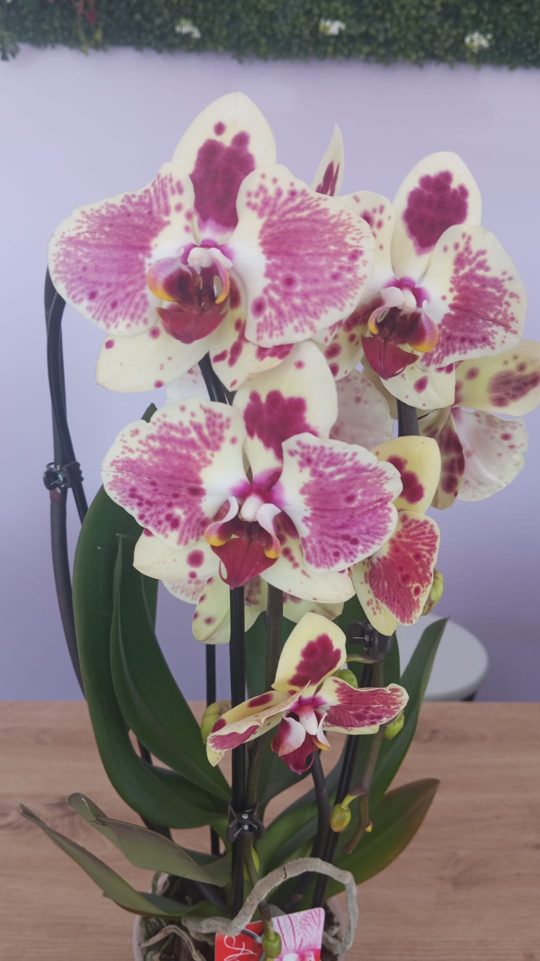 Phalaenopsis Rosa/Branca/Creme - Image 2