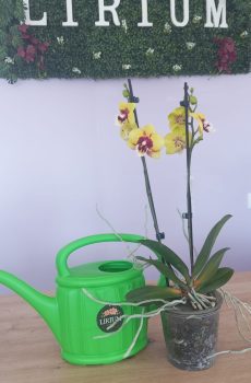 Phalaenopsis Amarela/Roxa