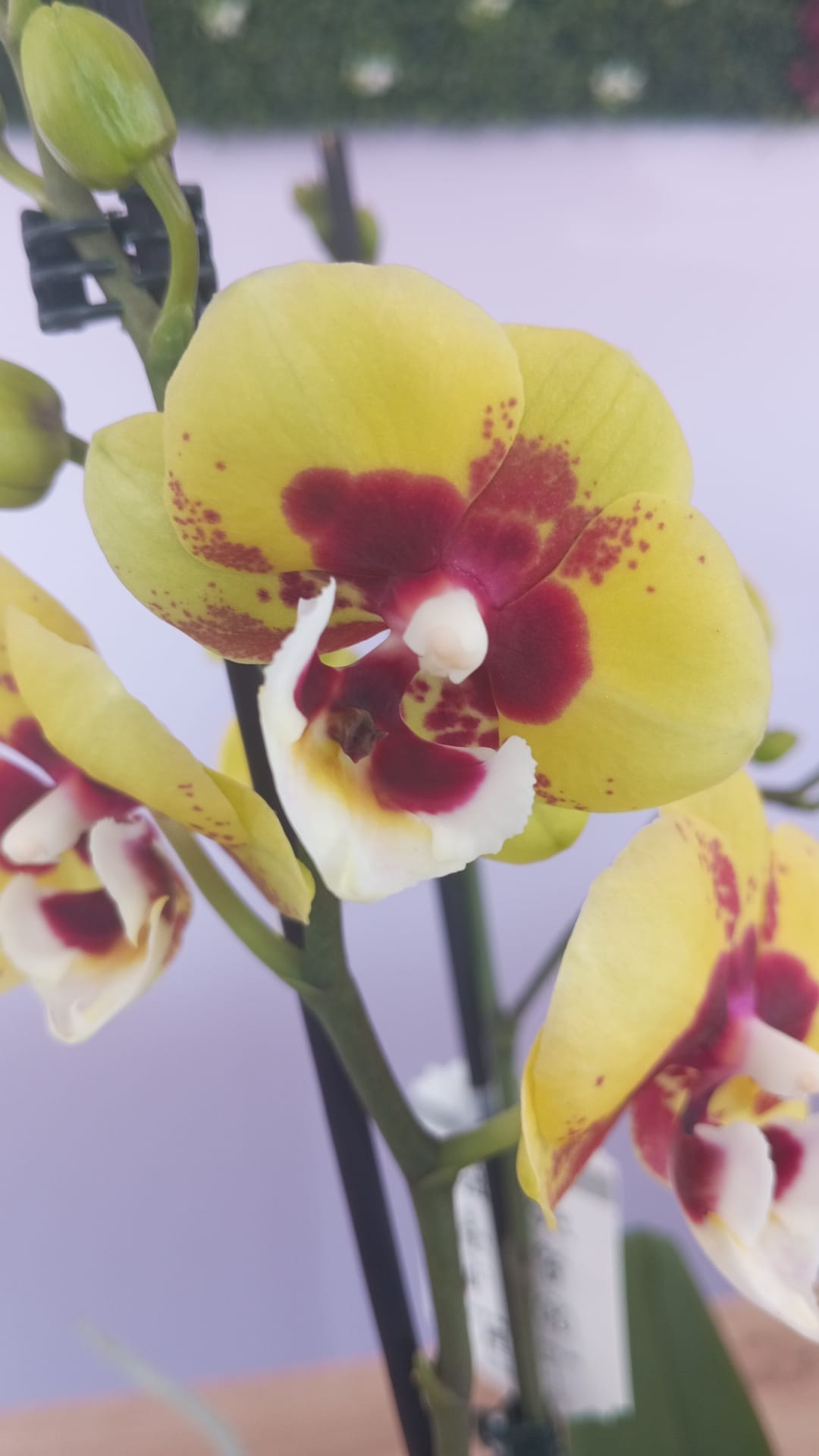 Phalaenopsis Amarela/Roxa - Image 2