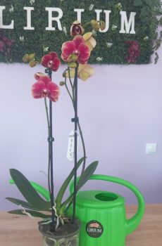 Phalaenopsis Roxa/Creme