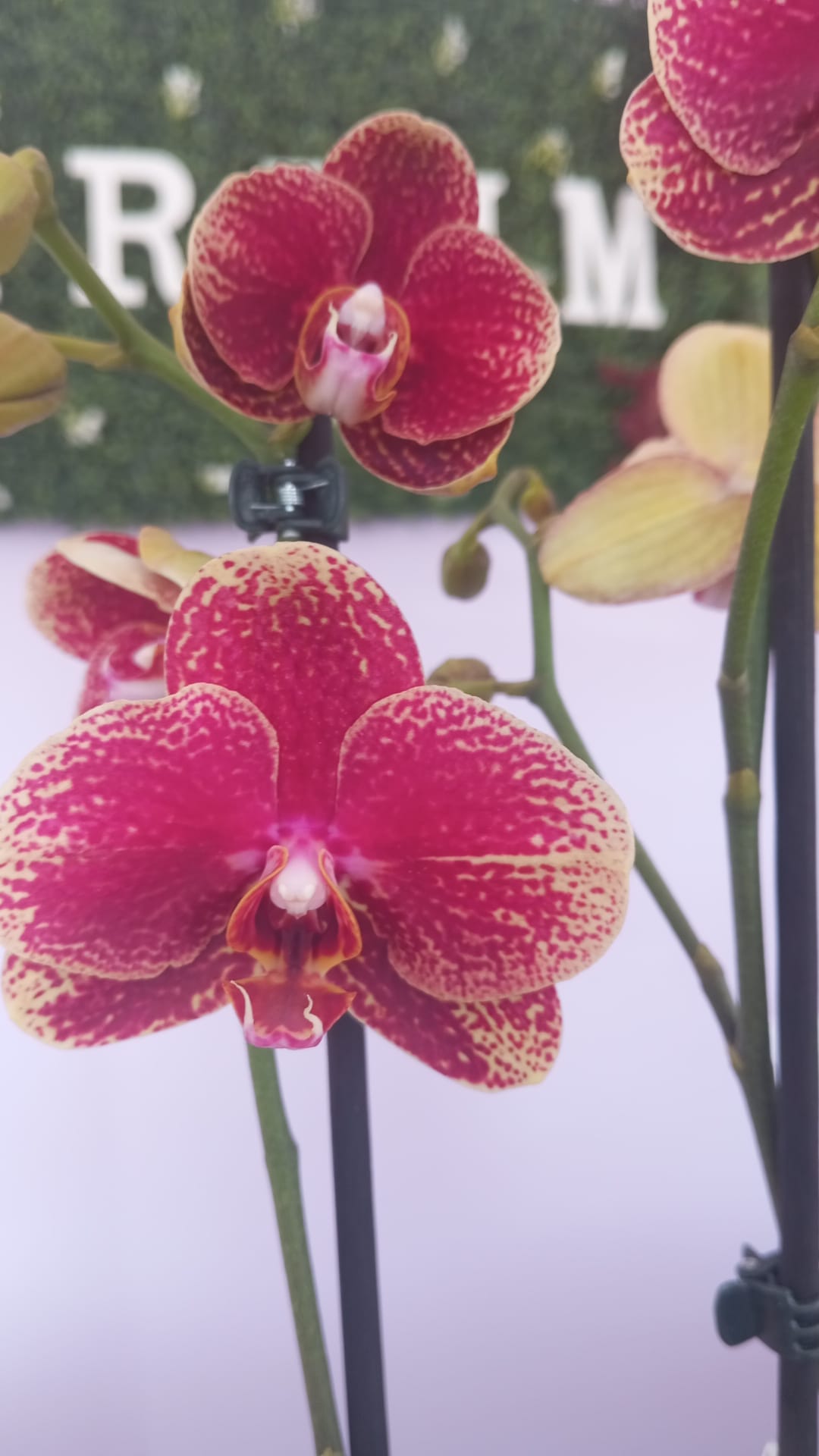 Phalaenopsis Roxa/Creme - Image 3
