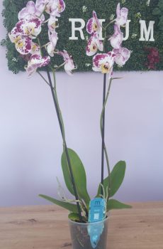 Phalaenopsis Branca/Roxa