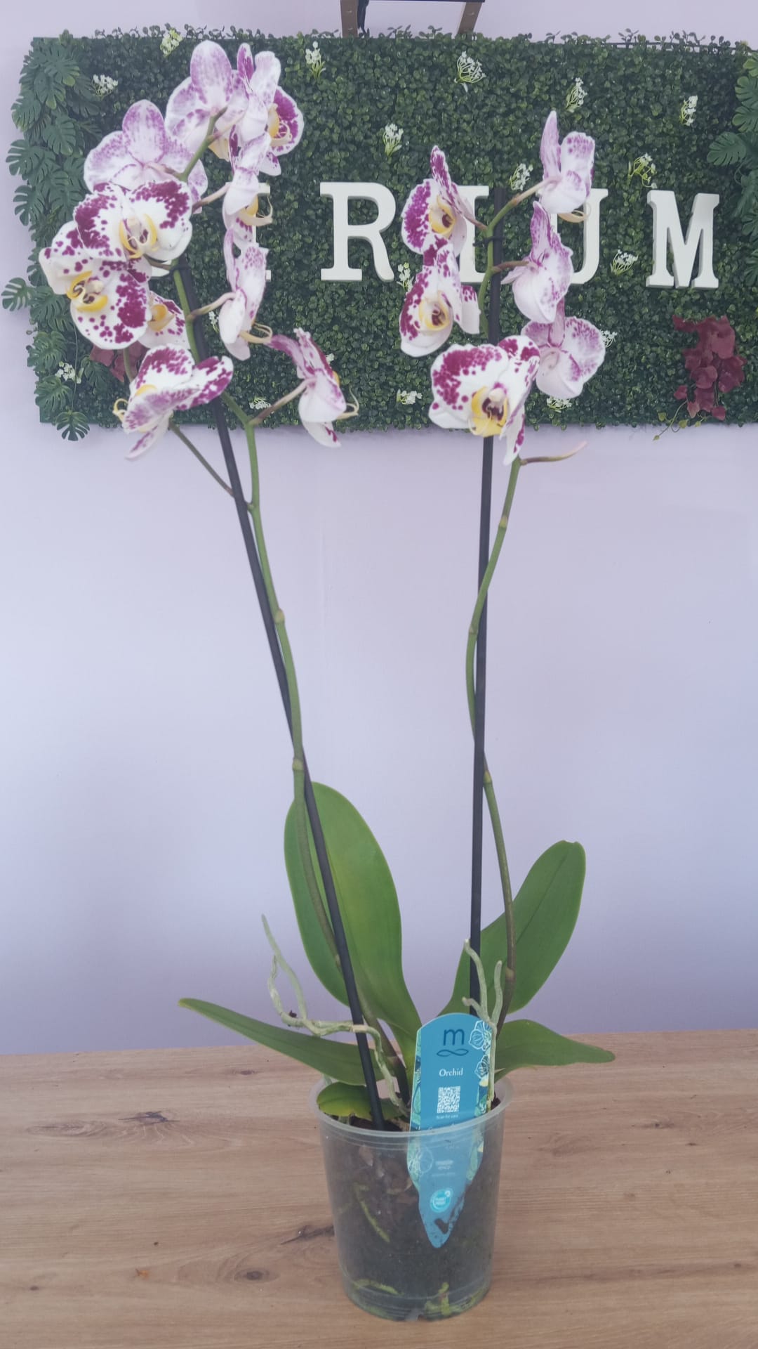 Phalaenopsis Branca/Roxa