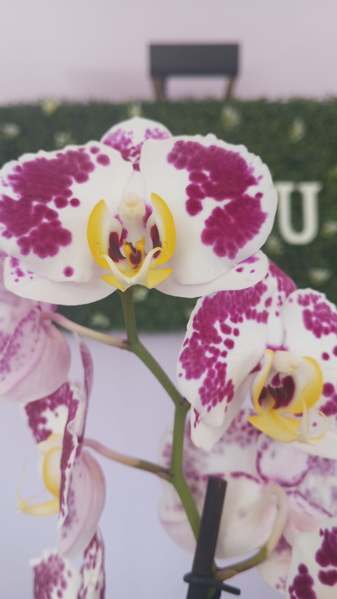 Phalaenopsis Branca/Roxa - Image 2