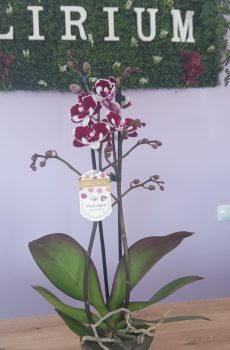 Phalaenopsis Roxa/Branca