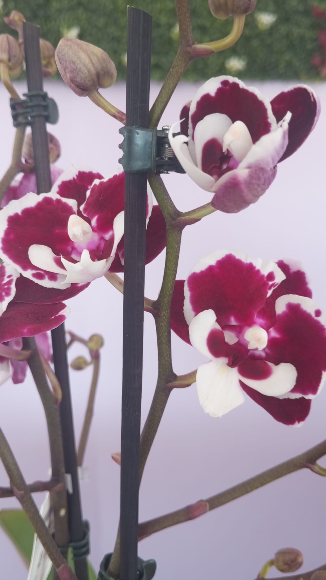 Phalaenopsis Roxa/Branca - Image 2