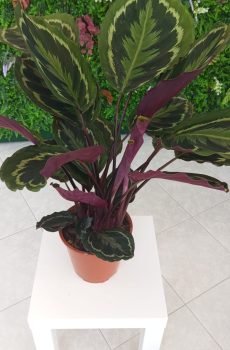 Calathea Mix