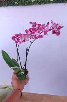 Phalaenopsis mini de cor de rosa