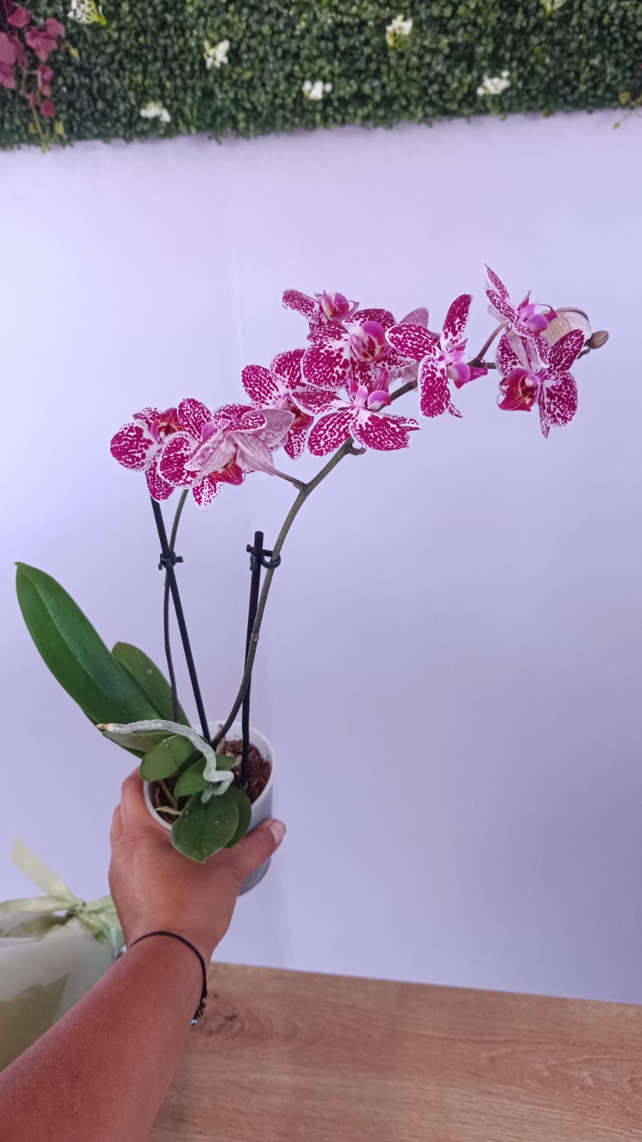 Phalaenopsis mini de cor de rosa