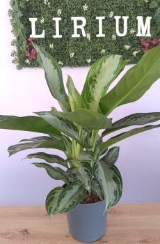 Aglaonema Silver Bay