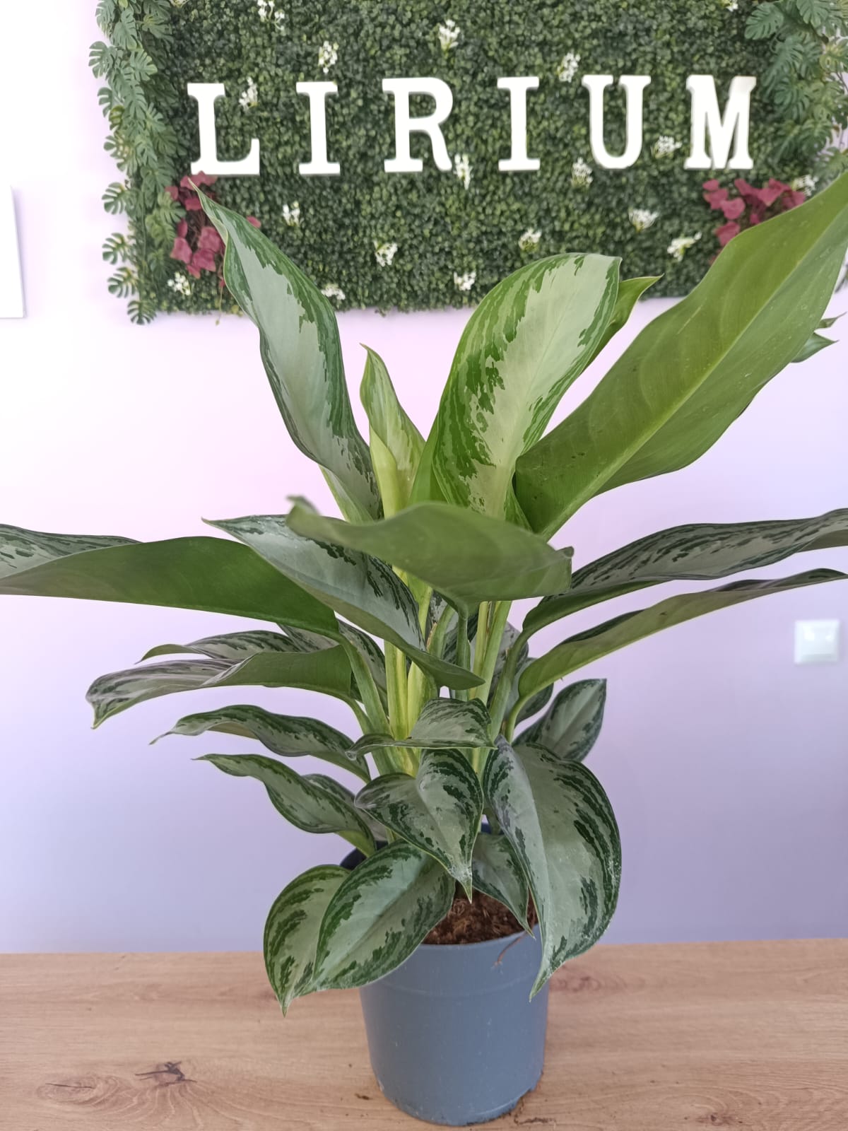 Aglaonema Silver Bay