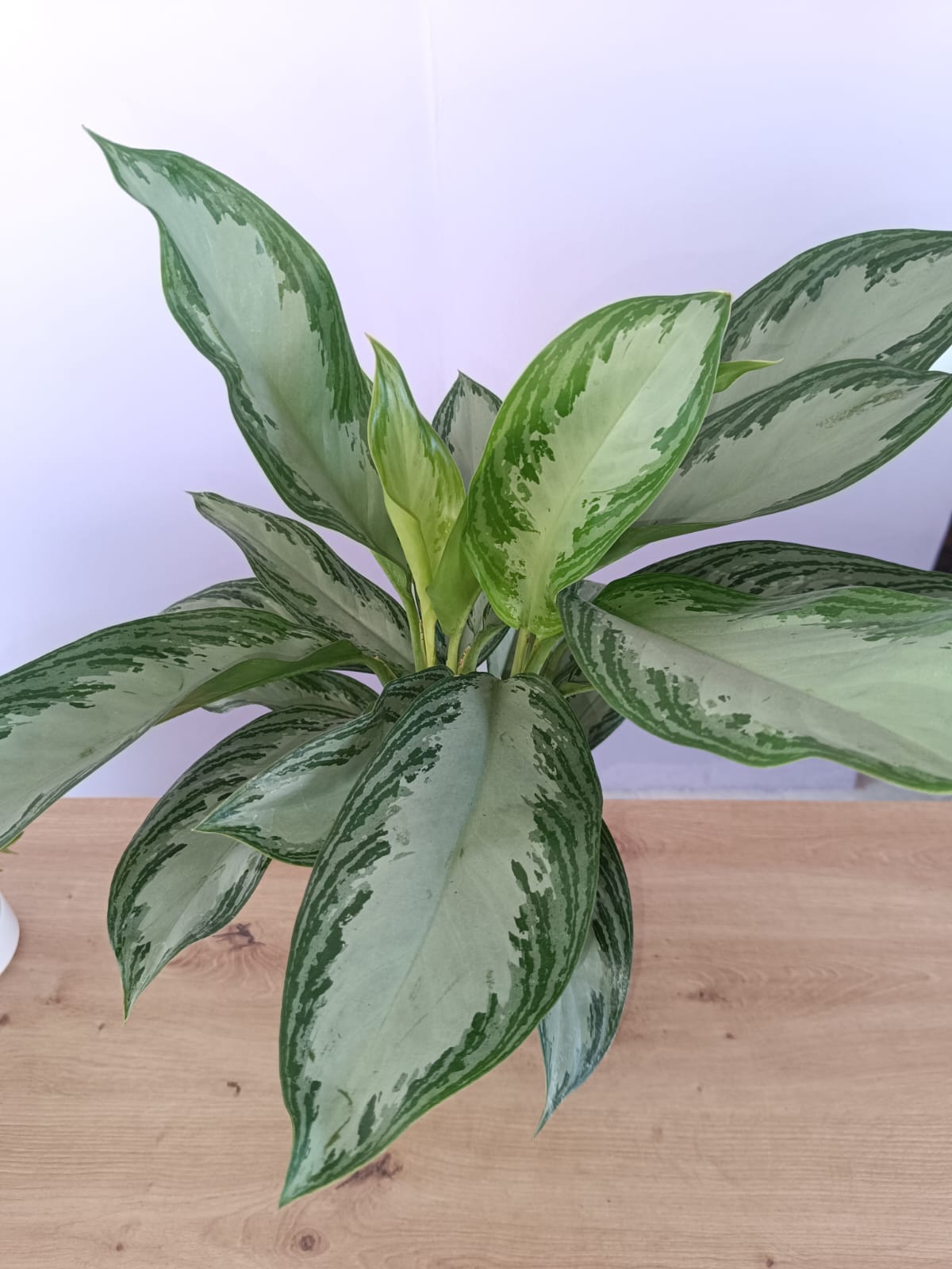Aglaonema Silver Bay - Image 3