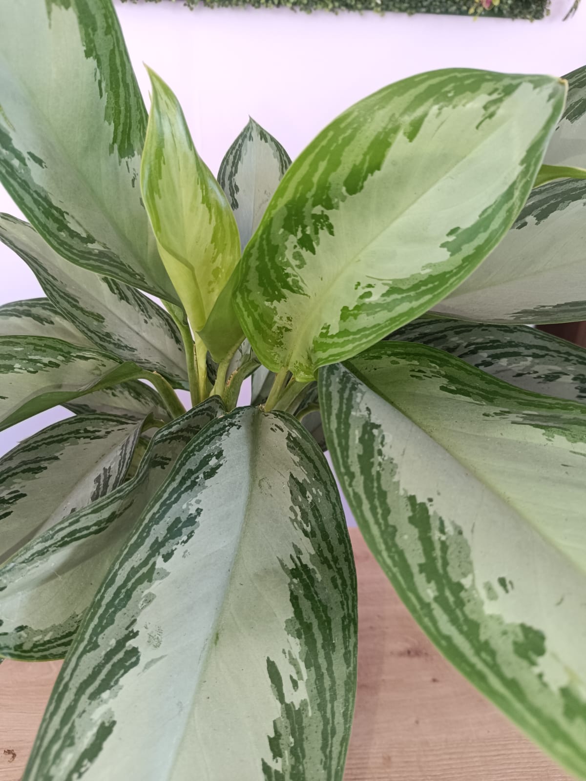 Aglaonema Silver Bay - Image 2