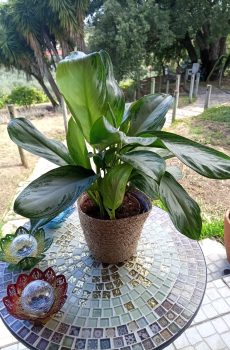 Aglaonema Silver Bay