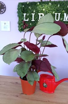 Calathea