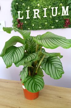 Calathea