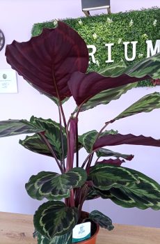 Calathea