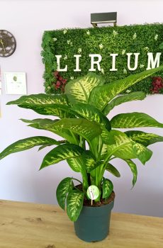 Dieffenbachia