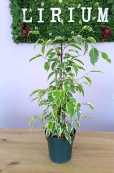 Ficus Benjamina