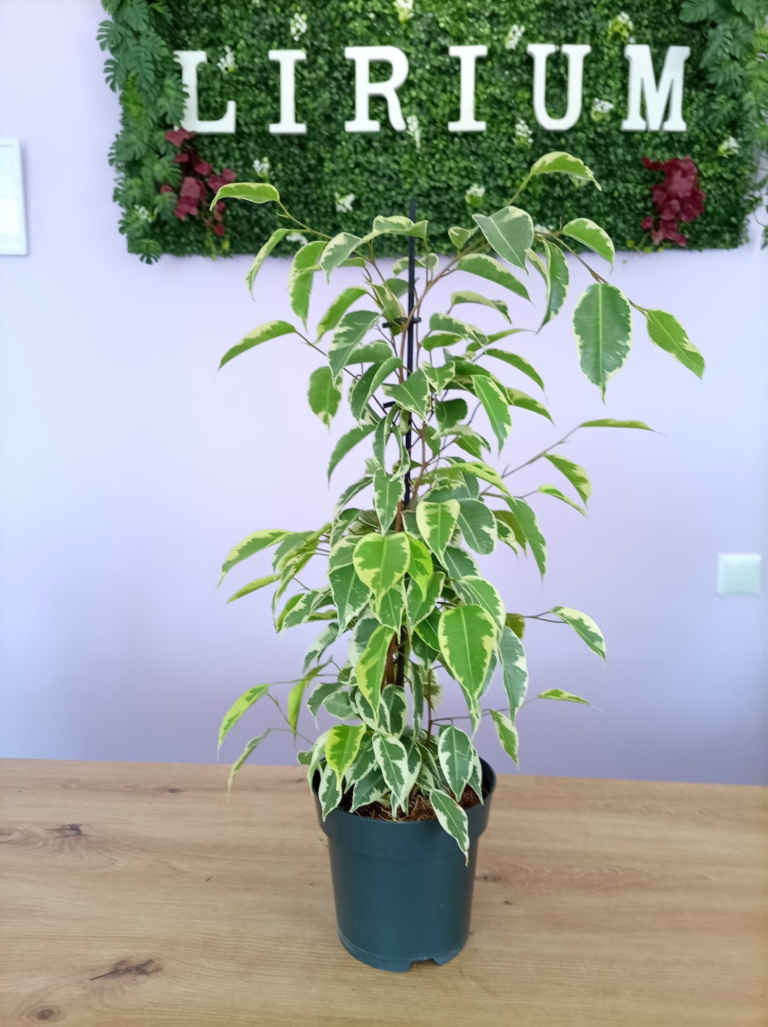 Ficus Benjamina