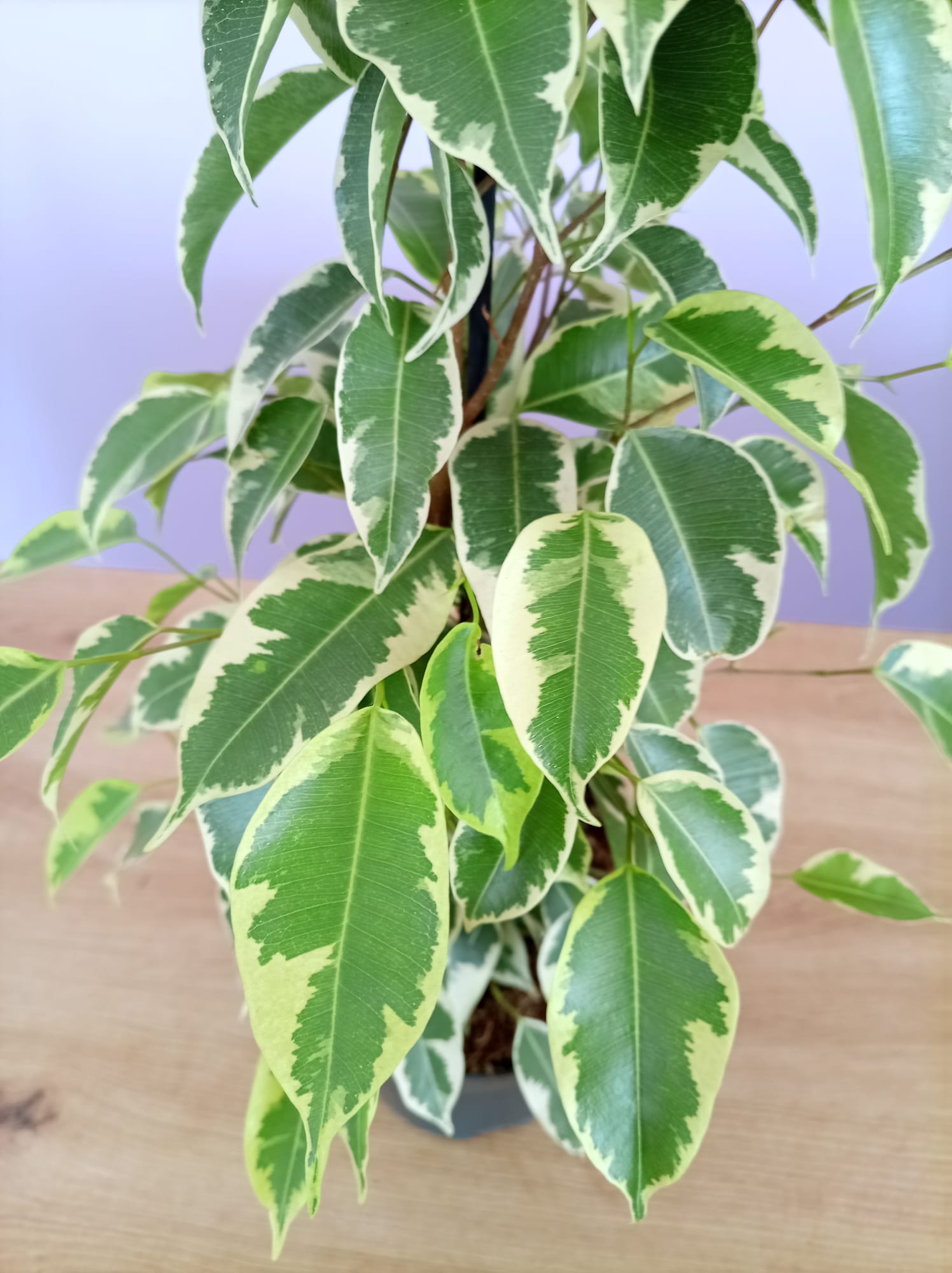 Ficus Benjamina - Image 2