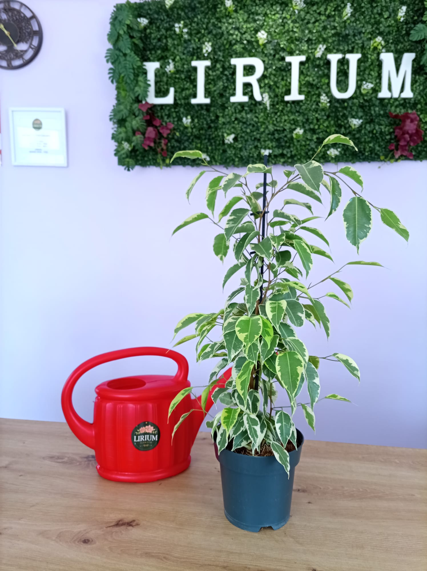 Ficus Benjamina - Image 3