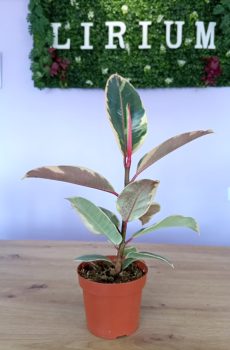 Ficus Tineke