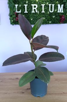 Ficus Ruby