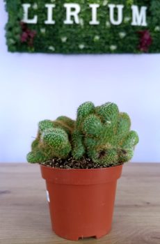 Mammillaria Elongata
