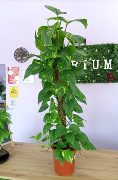 Scindapsus