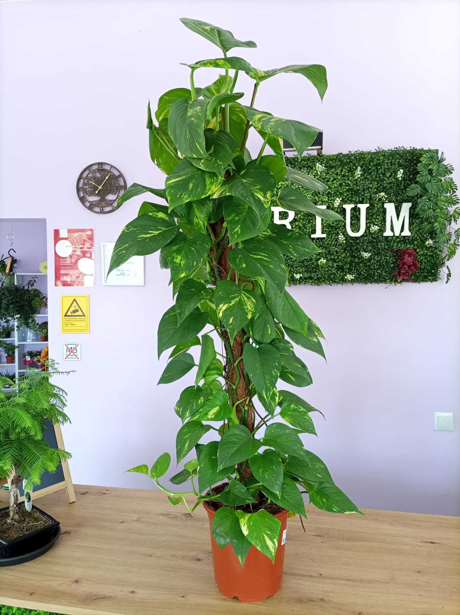 Scindapsus