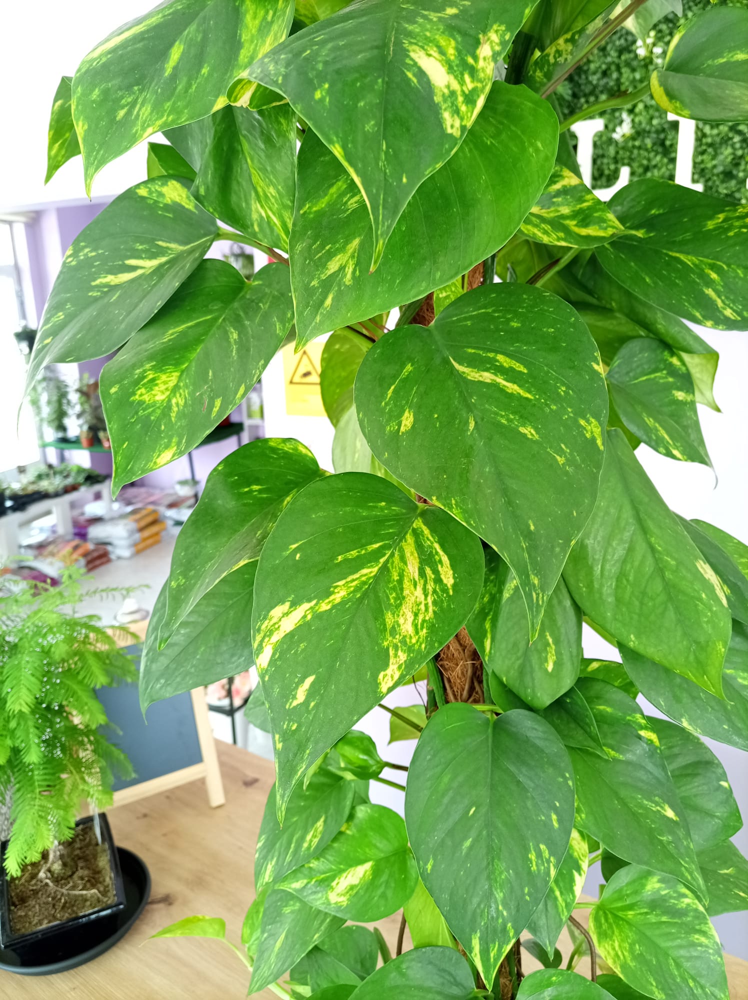 Scindapsus - Image 2