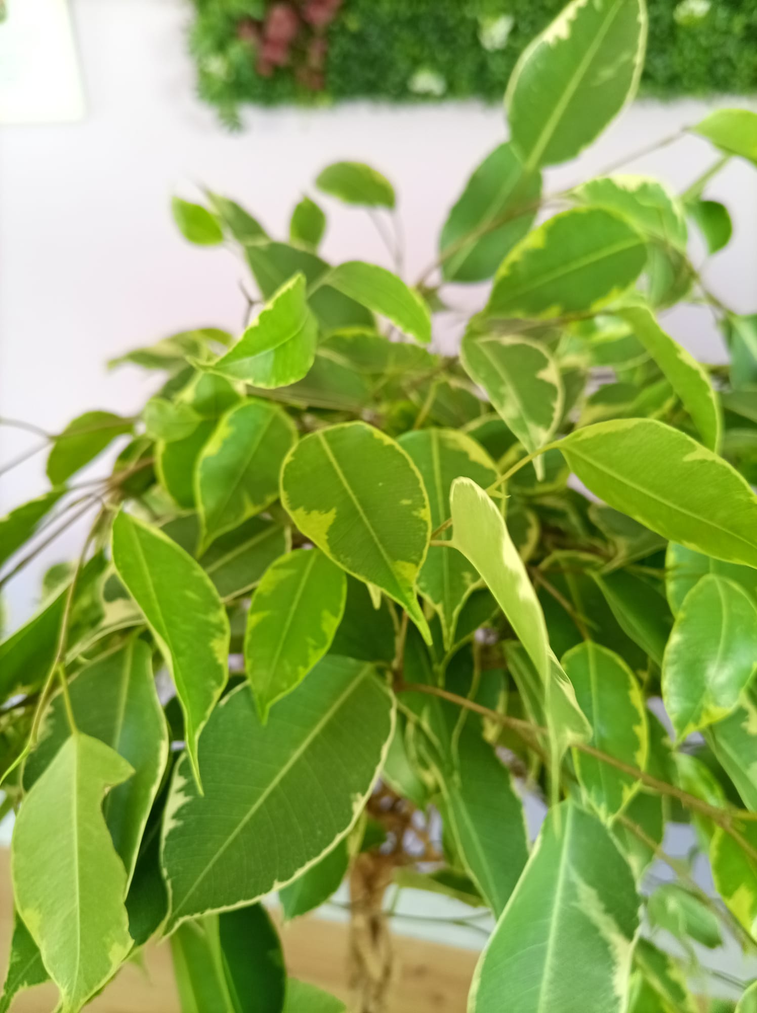 Ficus Trança - Image 2