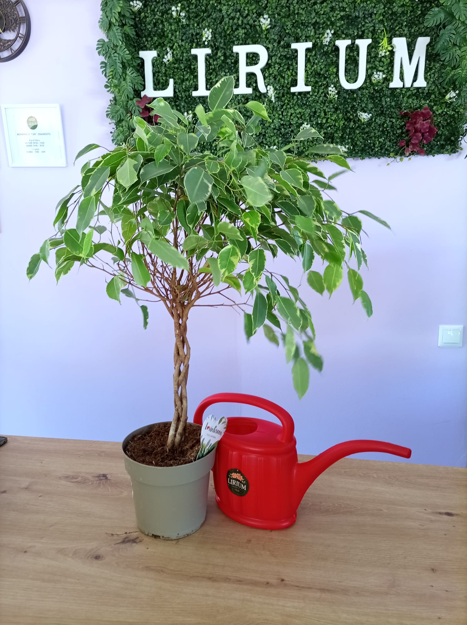 Ficus Trança - Image 3