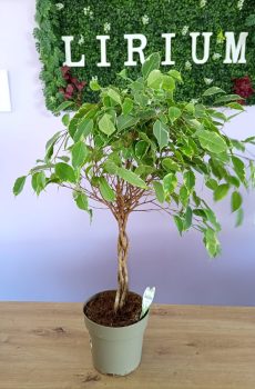 Ficus Trança