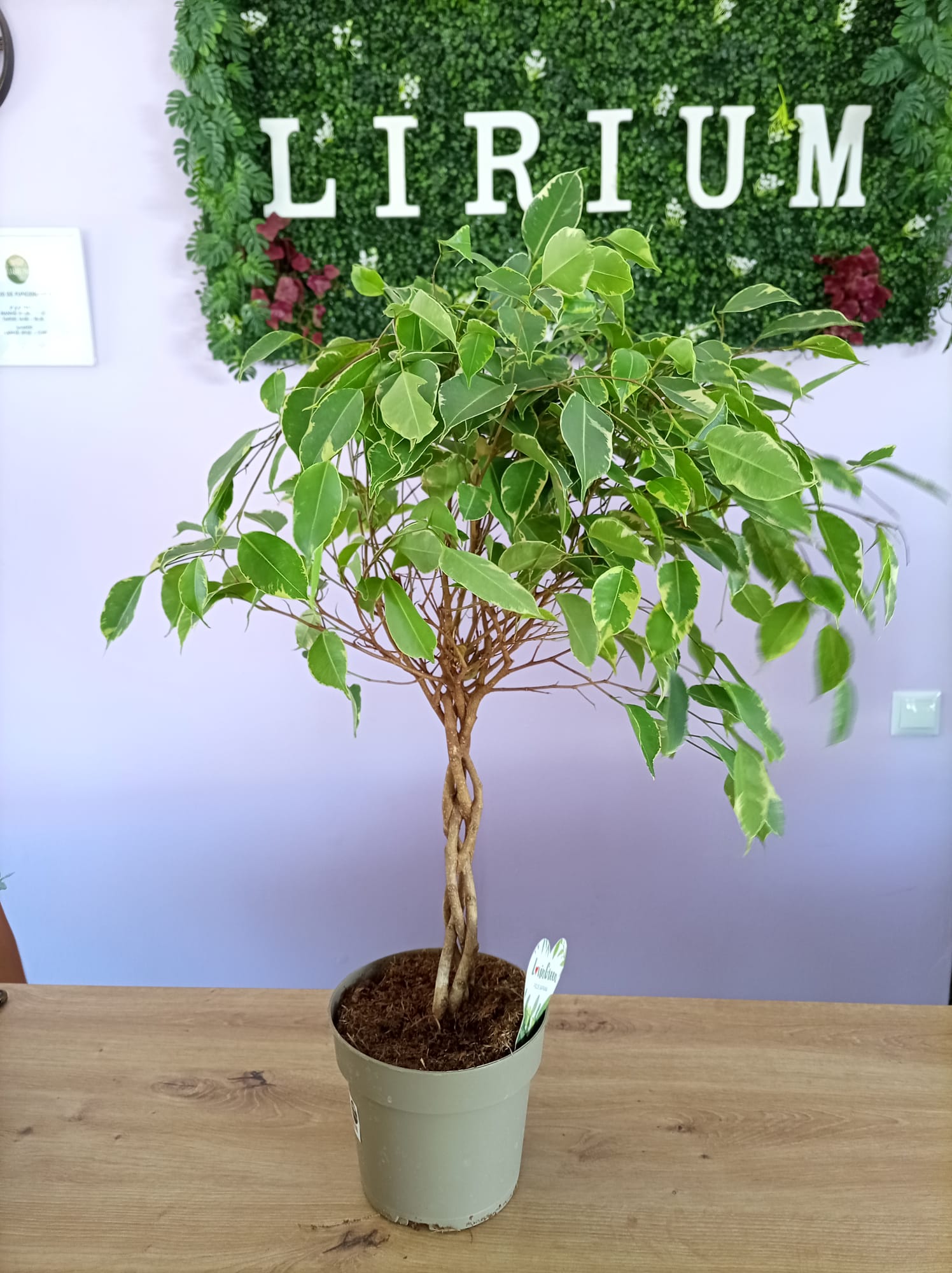 Ficus Trança