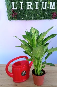 Dieffenbachia