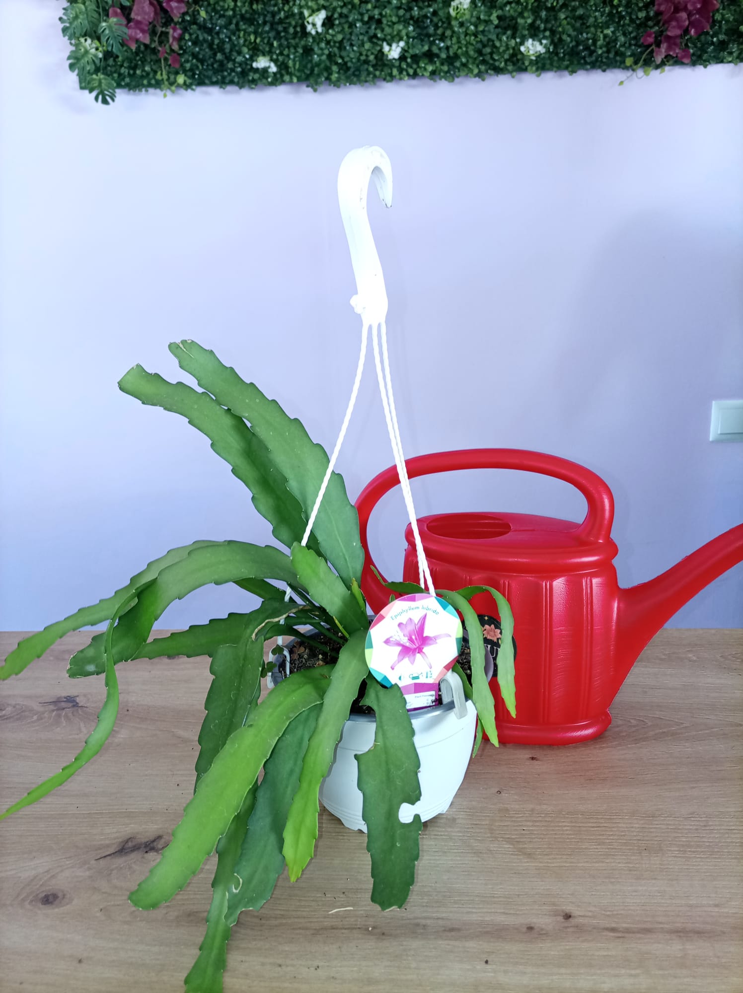 Epiphyllum Hibrido - Image 2