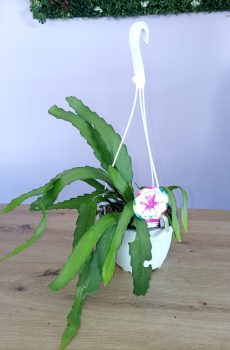 Epiphyllum Hibrido
