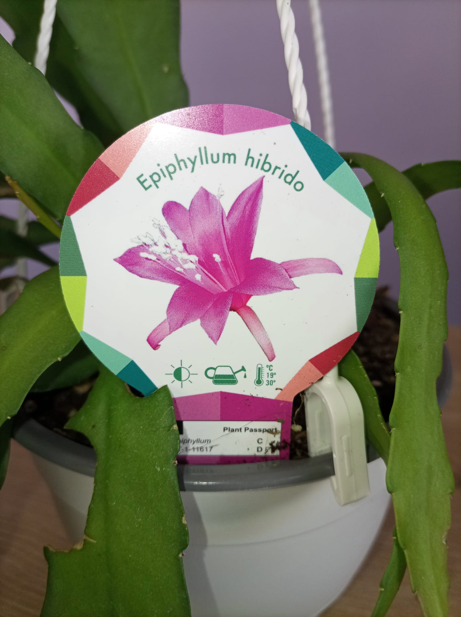 Epiphyllum Hibrido - Image 3